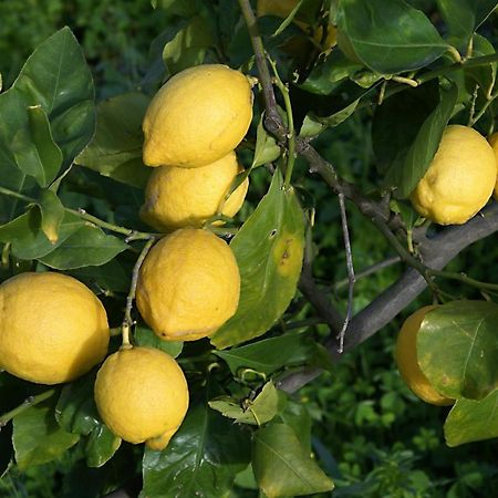 Il Limoneto Acireale Villa Buitenkant foto